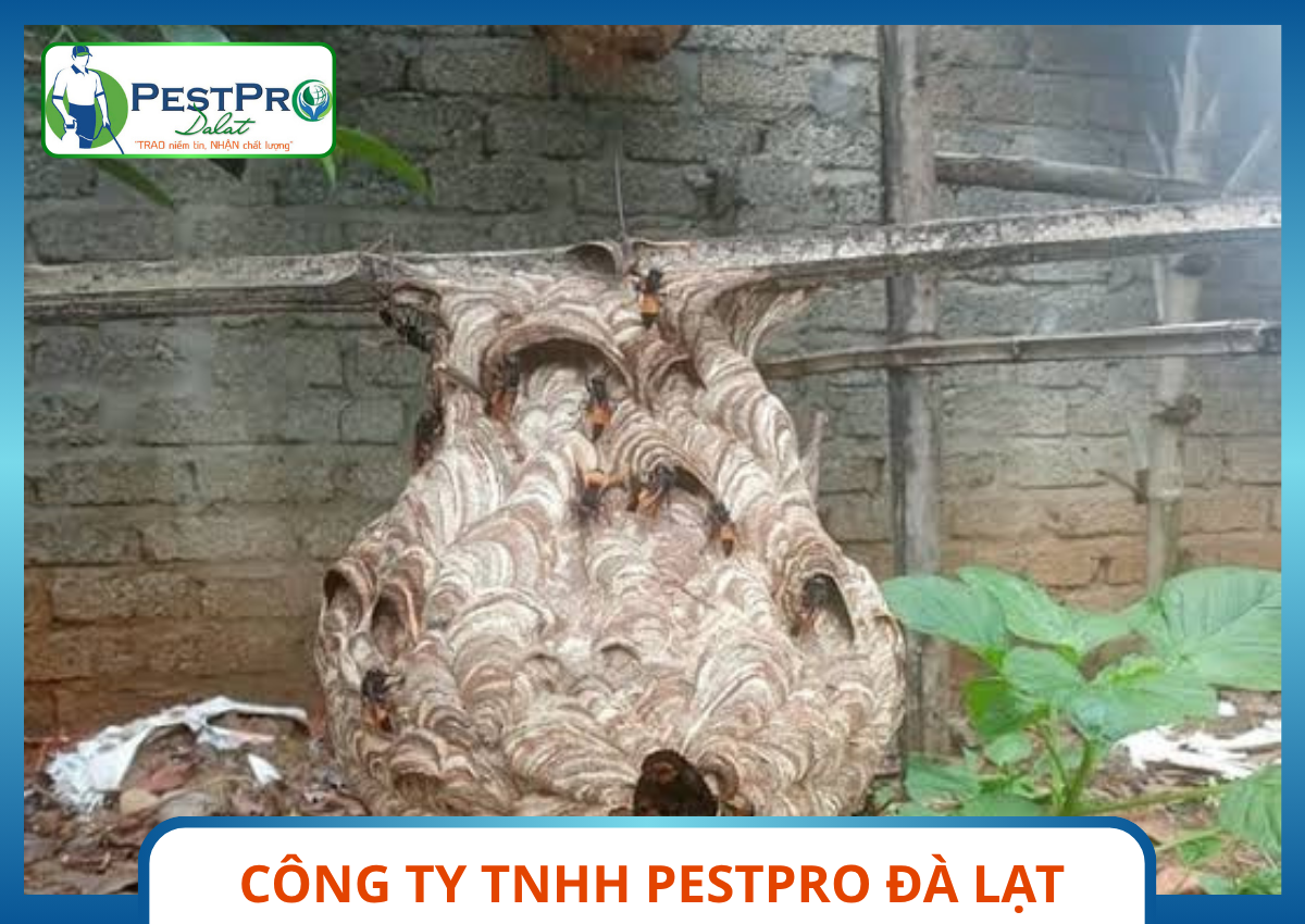Tổ Ong Vò Vẽ Khổng Lồ Vân Hổ Nguy Hiểm Đang Được Cần Xử Lý Tổ Ong Nguy Hiểm Pestpro Đà Lạt
