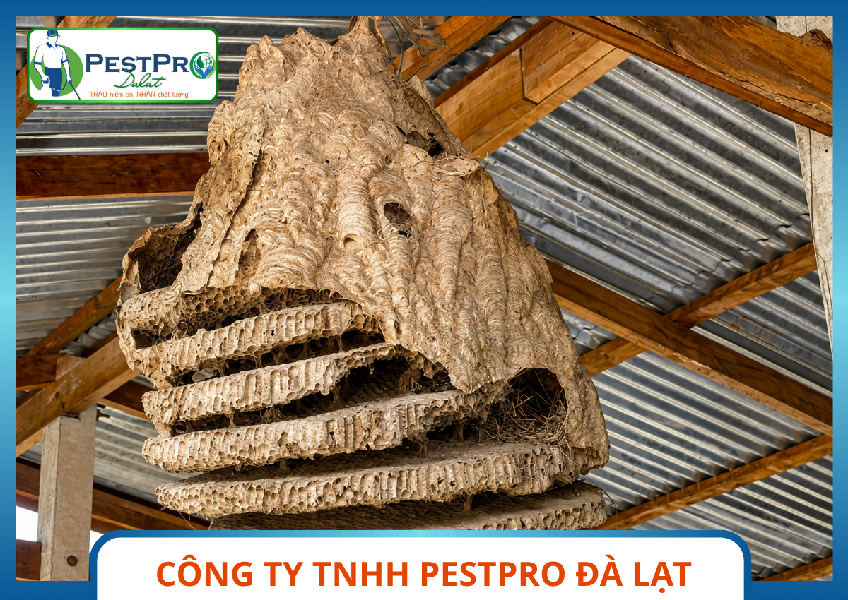 Xử Lý Tổ Ong Nguy Hiểm Tại Đà Lạt - Tổ ong bắp cày khổng lồ treo dưới mái tôn xà gồ gỗ được Pestpro Đà Lạt khảo sát