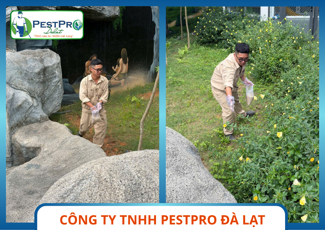 Kiểm Tra Vành Đai Bờ Hồ Và Bụi Cây Đơn Vị Kiểm Soát Rắn Chuyên Nghiệp Tại Đà Lạt Pestpro Đà Lạt