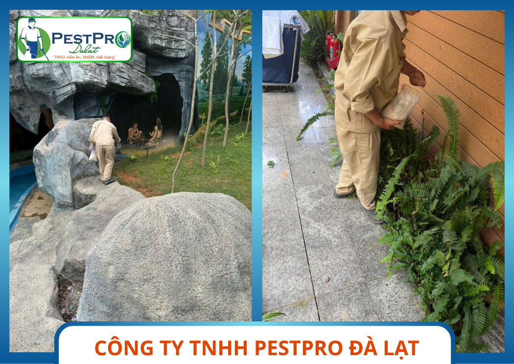 Dịch Vụ Diệt Rắn Hiệu Quả Tận Gốc Bắt Rắn Trong Hộc Bê Tông Nền Móng Pestpro Đà Lạt