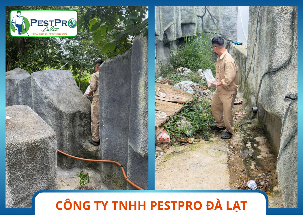 Kiểm Soát Rắn Tại Đà Lạt Phun Thuốc Kẽ Đá Pestpro Đà Lạt