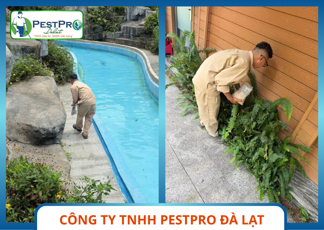 Thao Tác Dụng Cụ Kẹp Inox Dịch Vụ Diệt Rắn Hiệu Quả Tận Gốc Pestpro Đà Lạt