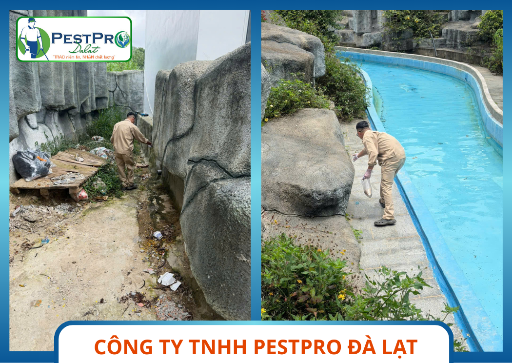 Xử Lý Rắn Tại Khơ Đá Cảnh Quan Dịch Vụ Diệt Rắn Uy Tín Tại Đà Lạt Pestpro Đà Lạt