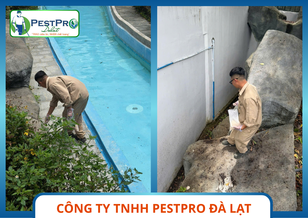 Dịch Vụ Diệt Rắn Uy Tín Tại Đà Lạt Rải Bột Xua Đuổi Sinh Học Pestpro Đà Lạt