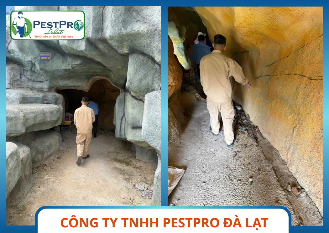 Dụng Cụ Kẹp Bắt Rắn An Toàn Kiểm Soát Rắn Tại Đà Lạt Pestpro Đà Lạt