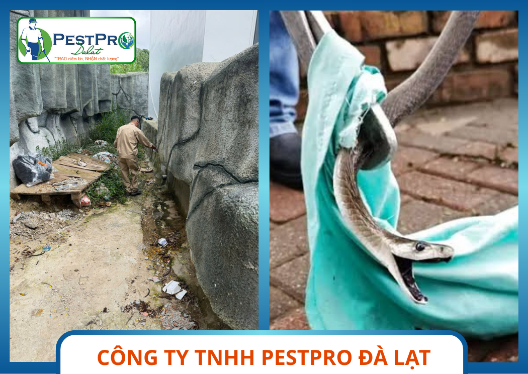 Rải Bột Thảo Dược Kiểm Soát Rắn Tại Đà Lạt Pestpro Đà Lạt