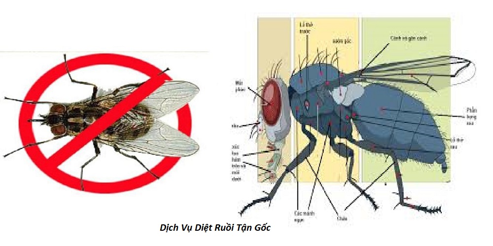Phun thuốc diệt ruồi