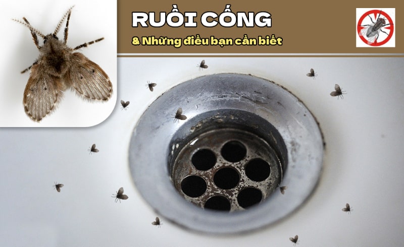 Diệt ruồi hiệu quả